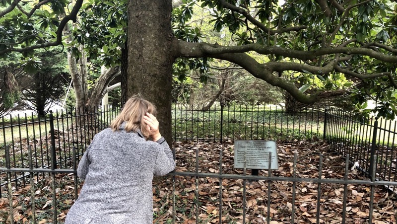 Gravesite Marker under Magnolia