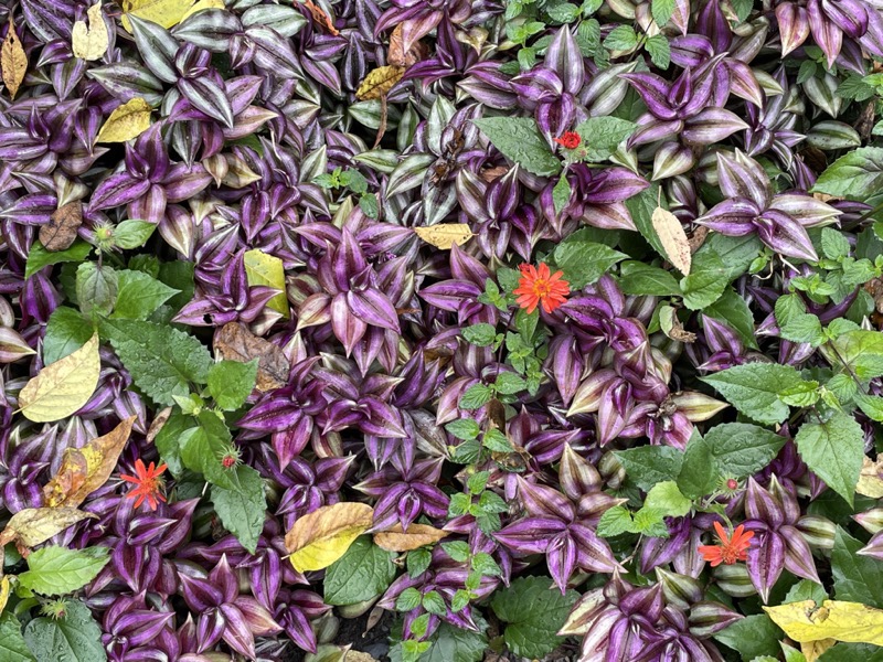 Reynolda Gardens at Wake Forest