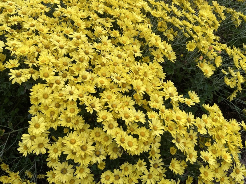 Reynolda Gardens at Wake Forest