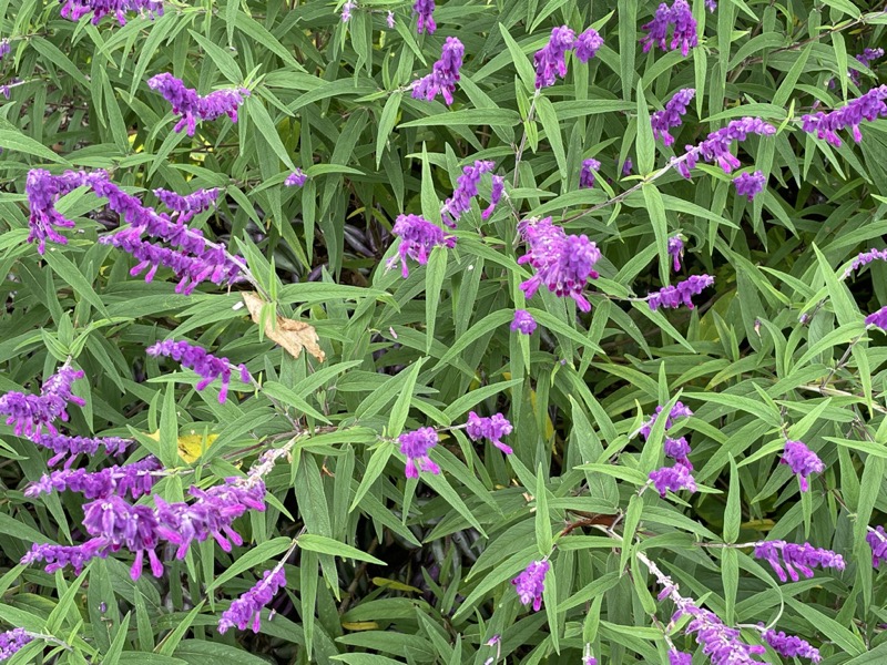 Reynolda Gardens at Wake Forest