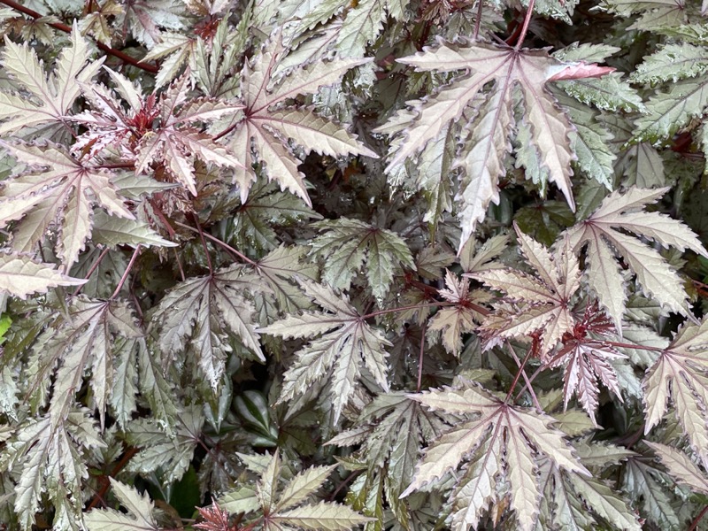 Reynolda Gardens at Wake Forest