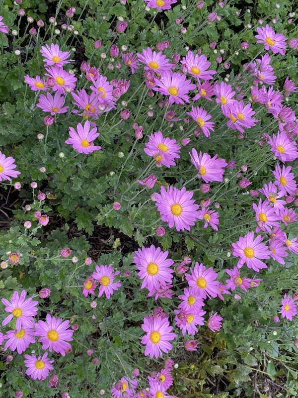 Reynolda Gardens at Wake Forest