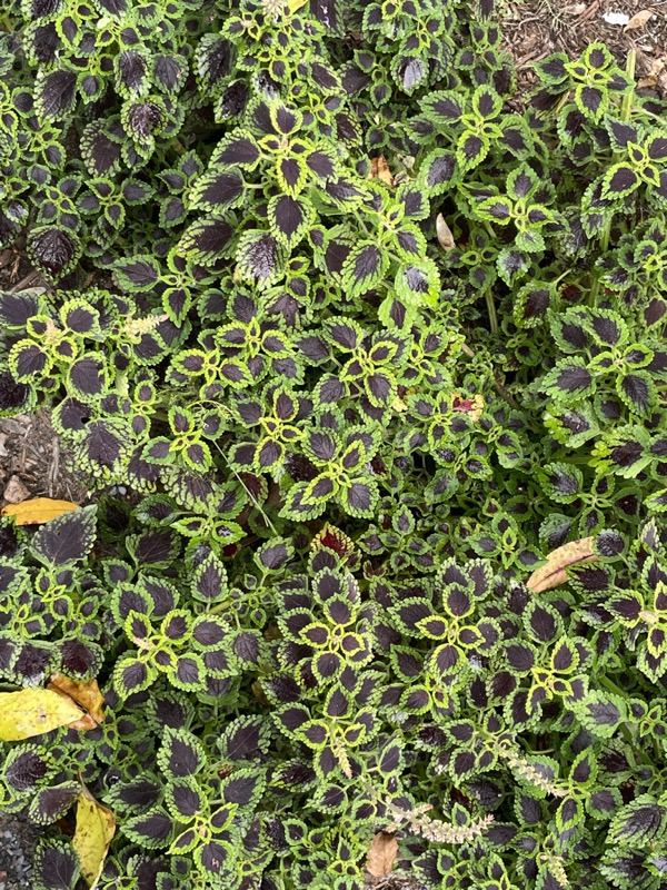 Reynolda Gardens at Wake Forest